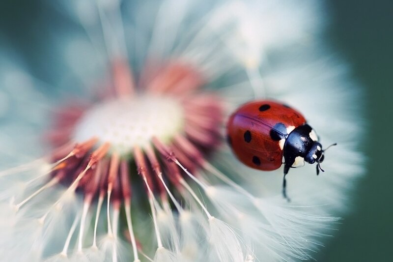 Ladybug on Dandelion — Red
