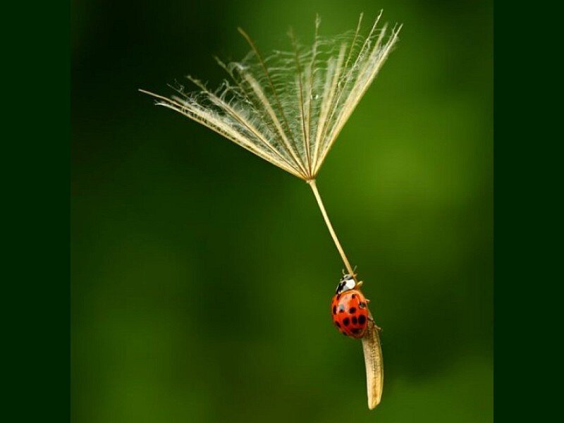 ladybug on dandelion seed
