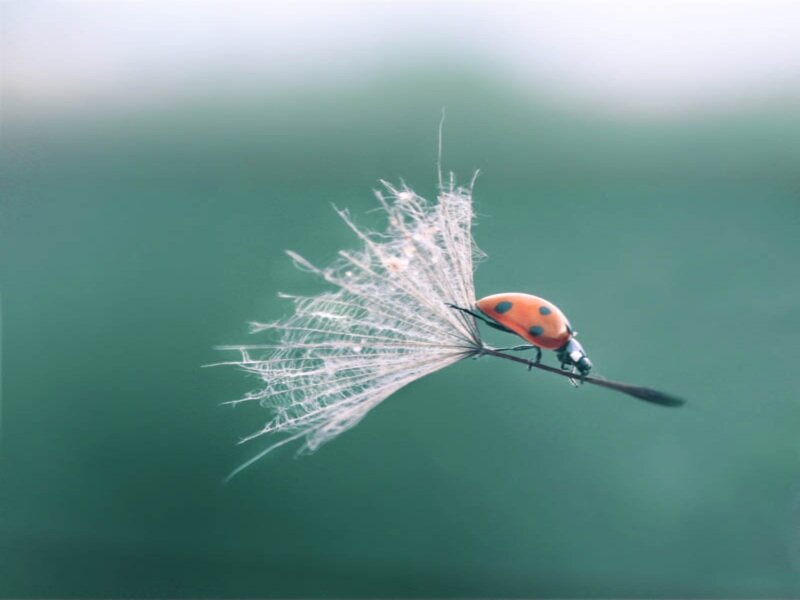 Ladybug on Dandelion Seed — Green, Serene