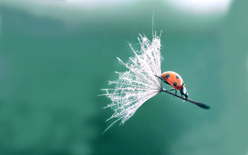 Ladybug on Dandelion Seed — Green