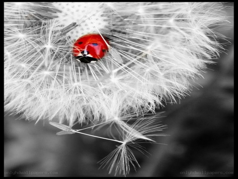 ladybug on dandelion seed head