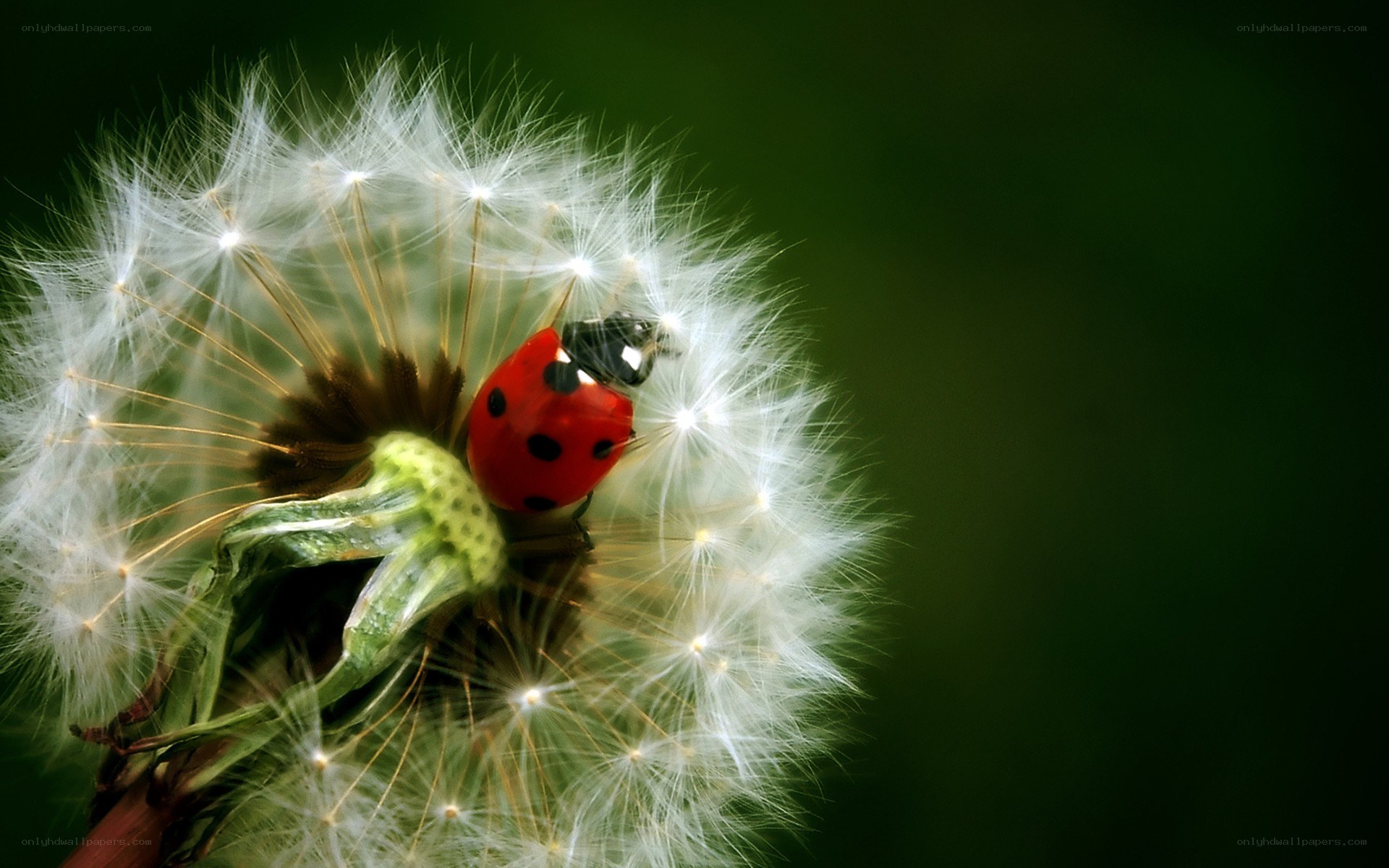 ladybug on dandelion seed head