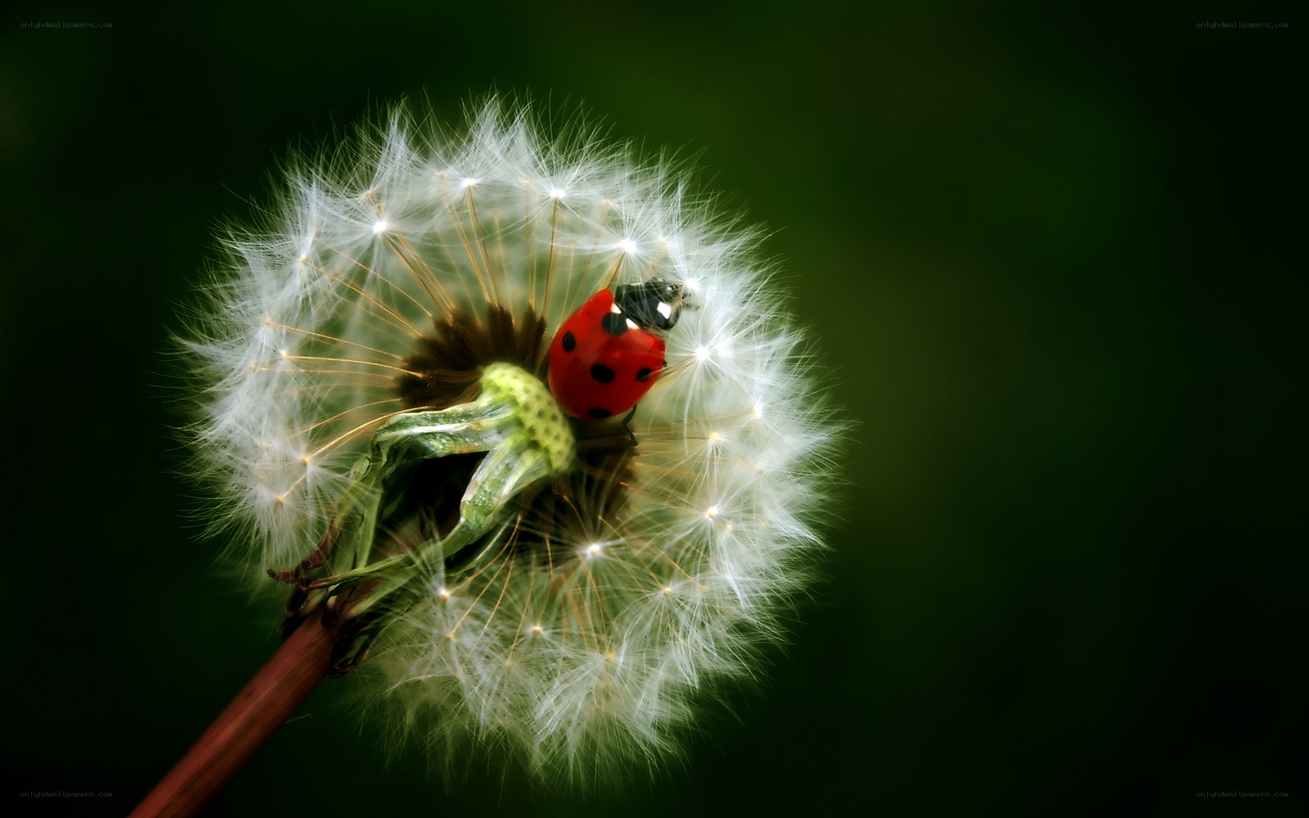 ladybug on dandelion seed head