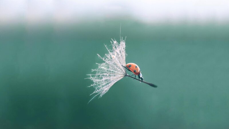 ladybug on dandelion seed