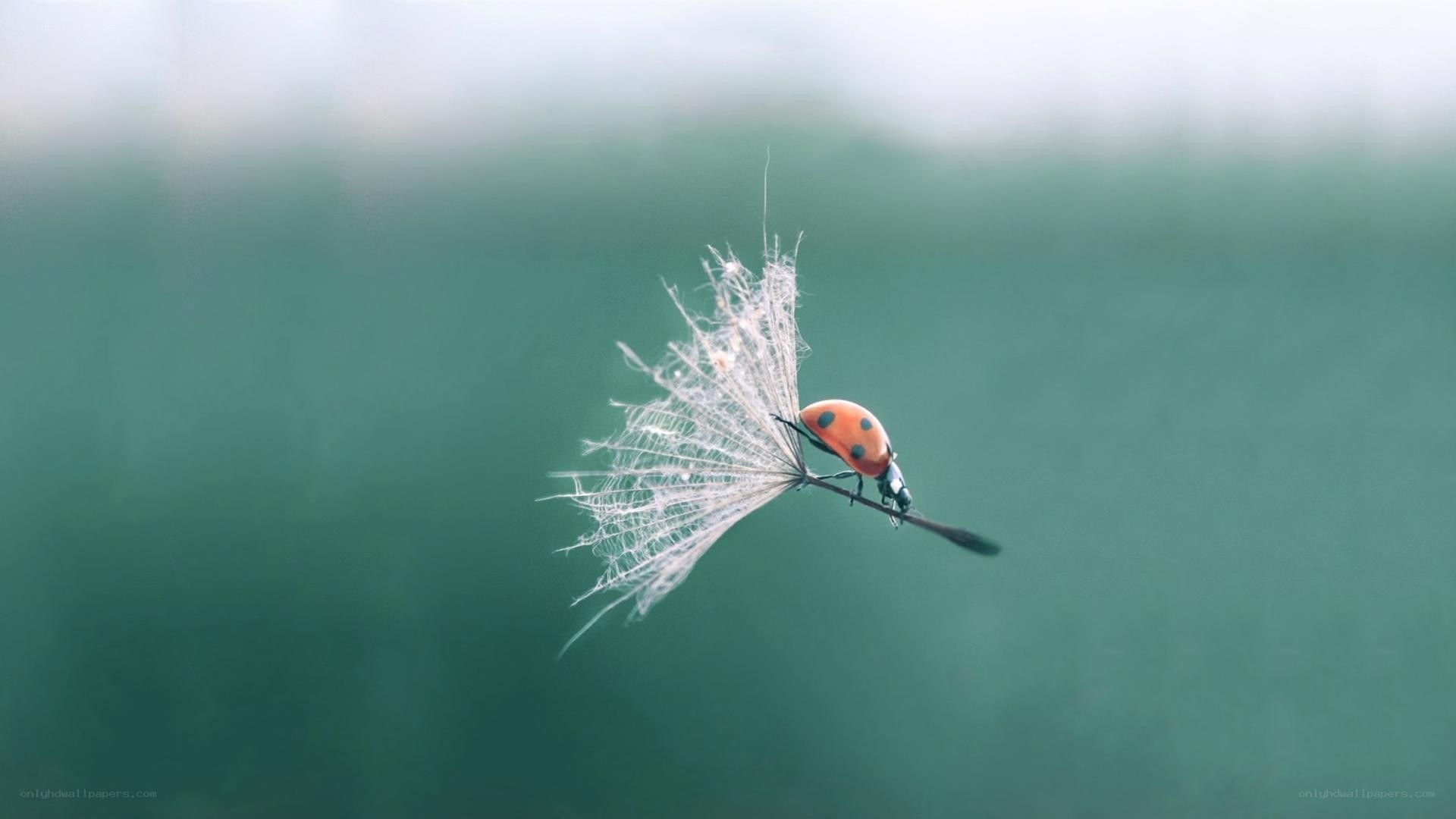 ladybug on dandelion seed
