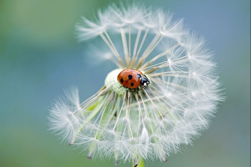 Ladybug on Dandelion — White, Serene, Spring, Photograph