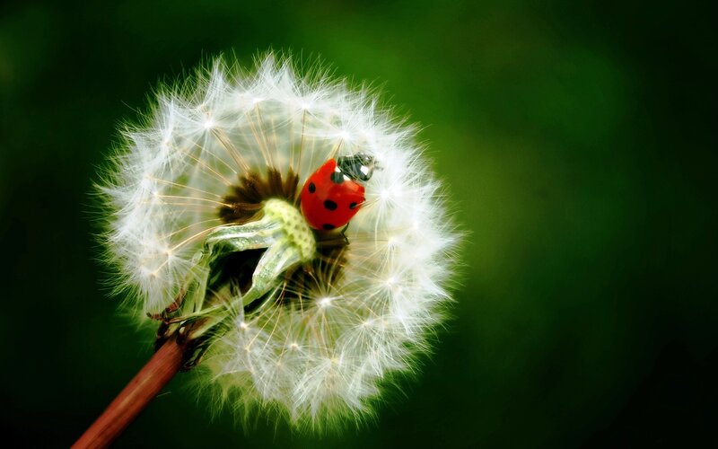 Ladybug on Dandelion — White