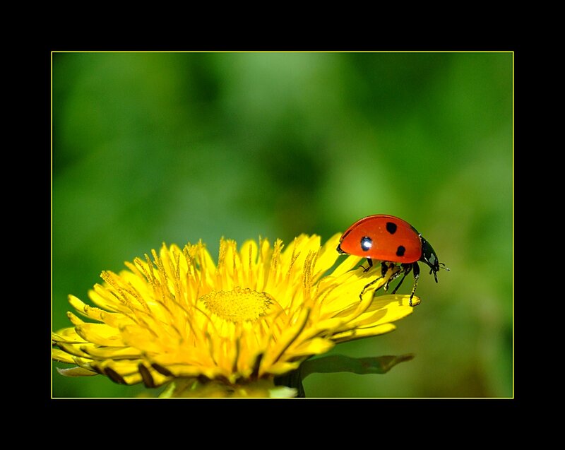 Ladybug on Dandelion — Yellow, Calm, Afternoon