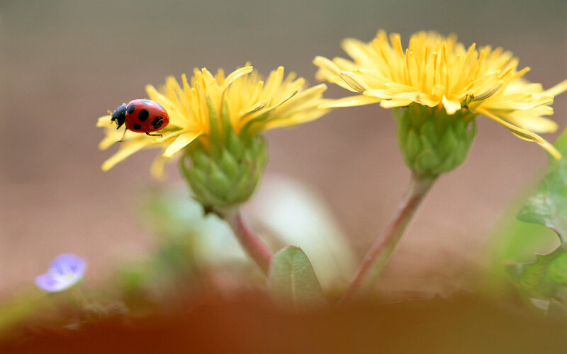 Ladybug on Dandelion — Yellow, Calm, Spring, Photograph