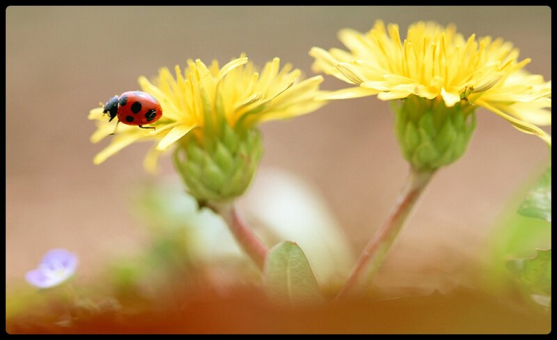 Ladybug on Dandelion — Yellow, Calm, Spring