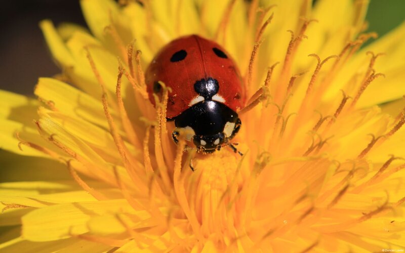 Ladybug on Dandelion — Yellow, Calm