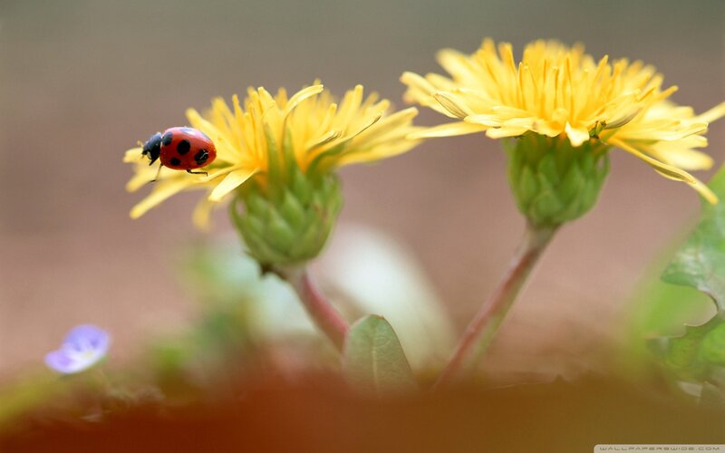 Ladybug on Dandelion — Yellow, Serene
