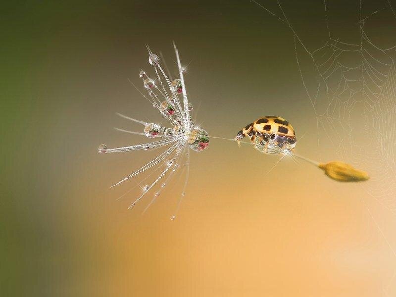 Ladybug on Dandelion — Yellow