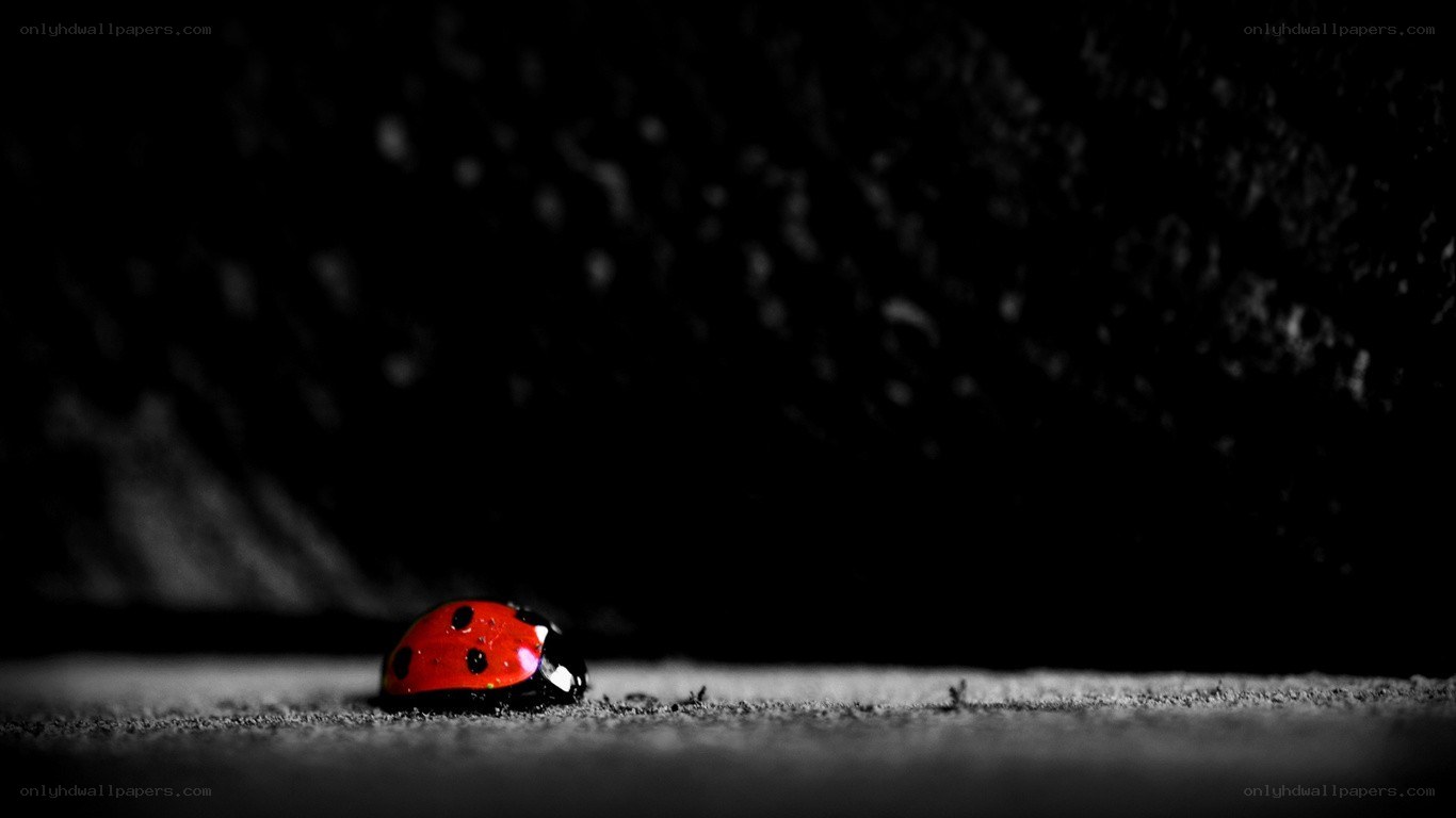 ladybug on dark surface