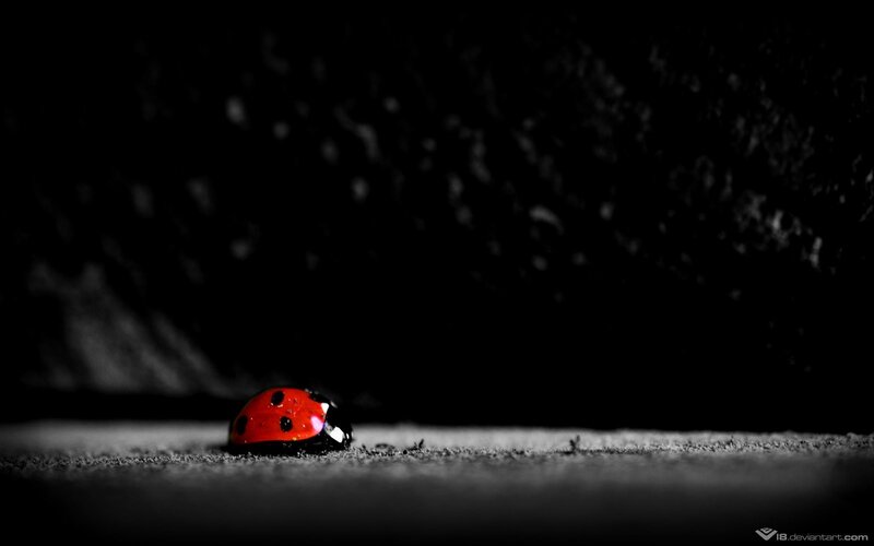 ladybug on dark surface