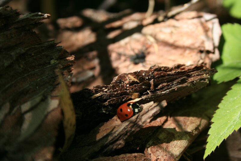 Ladybug on Decaying Wood