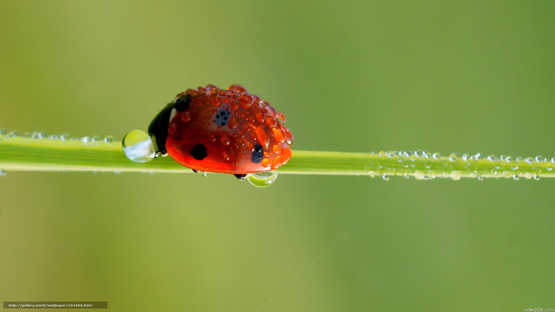 ladybug on dew-covered grass