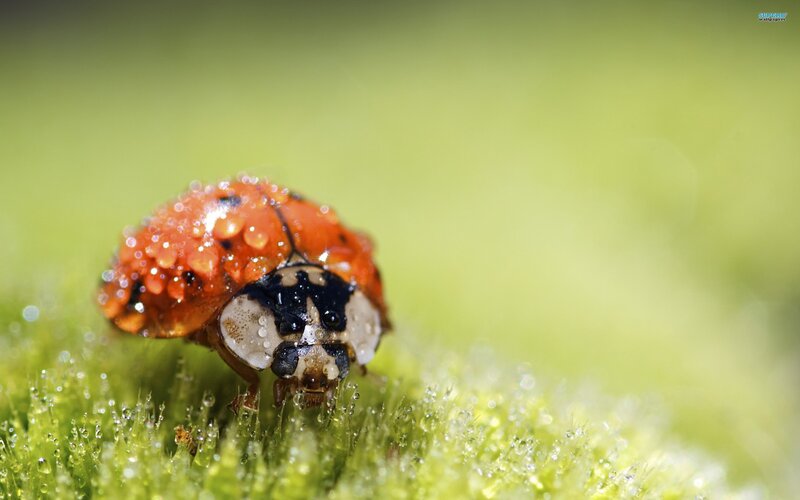 Ladybug on dew-covered leaf