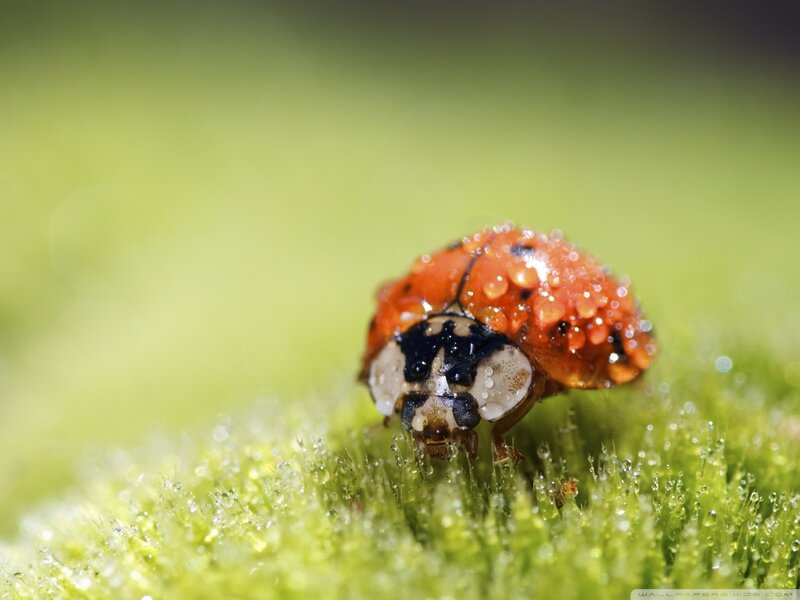 Ladybug on Dew-covered Leaf — Red, Calm