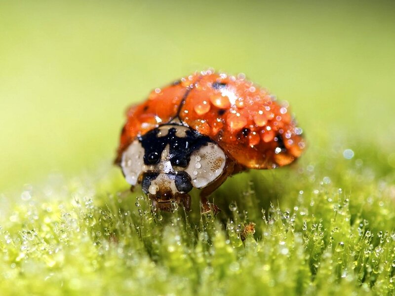 Ladybug on Dew-covered Leaf — Red