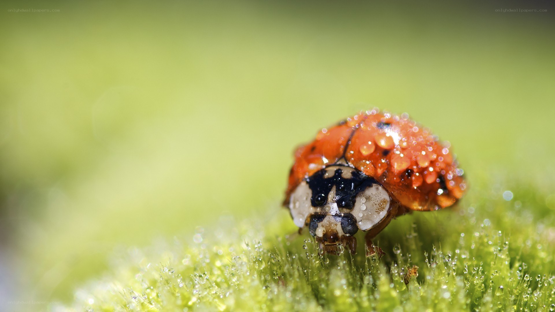 ladybug on dew-covered leaf