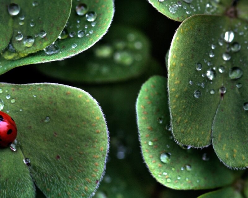 ladybug on dew-covered leaves