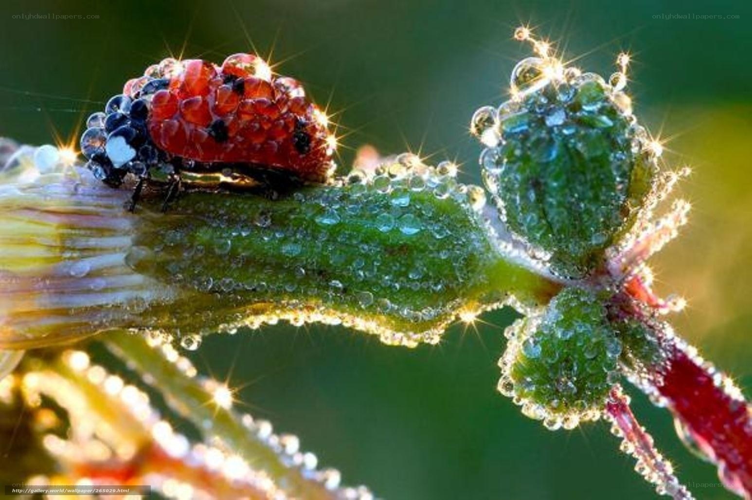Ladybug on dew-covered plant