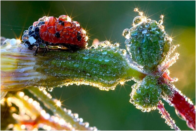 Ladybug on dew-covered plant