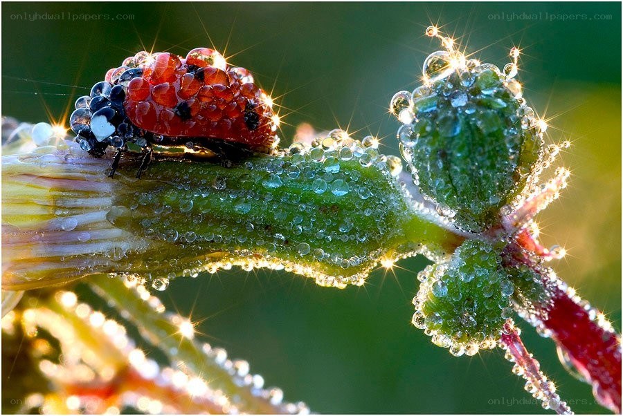 Ladybug on dew-covered plant