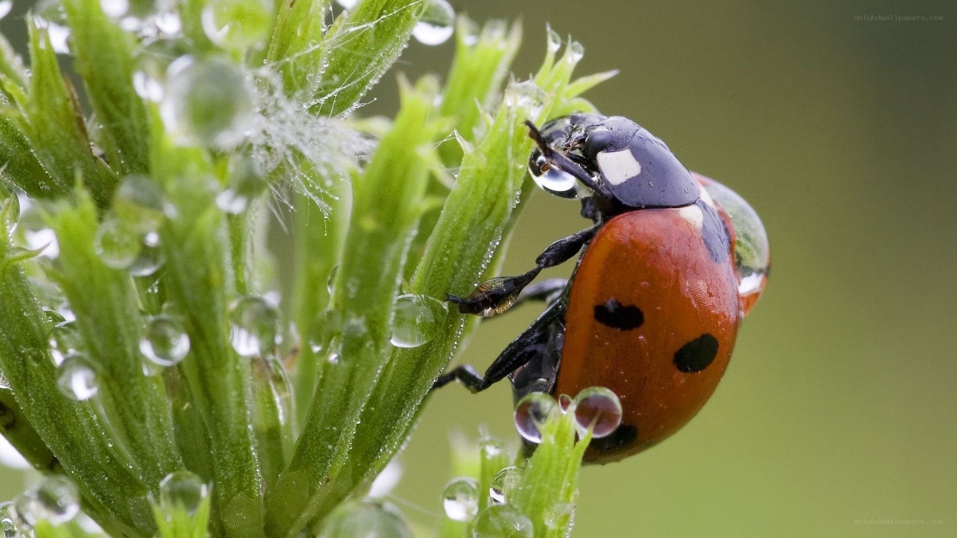 Ladybug on dew-covered plant
