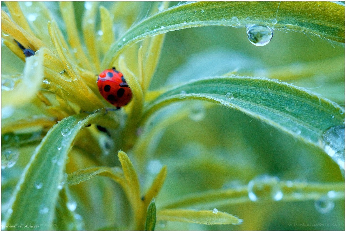Ladybug on dew-covered plant