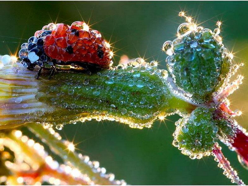 Ladybug on dew-covered plant