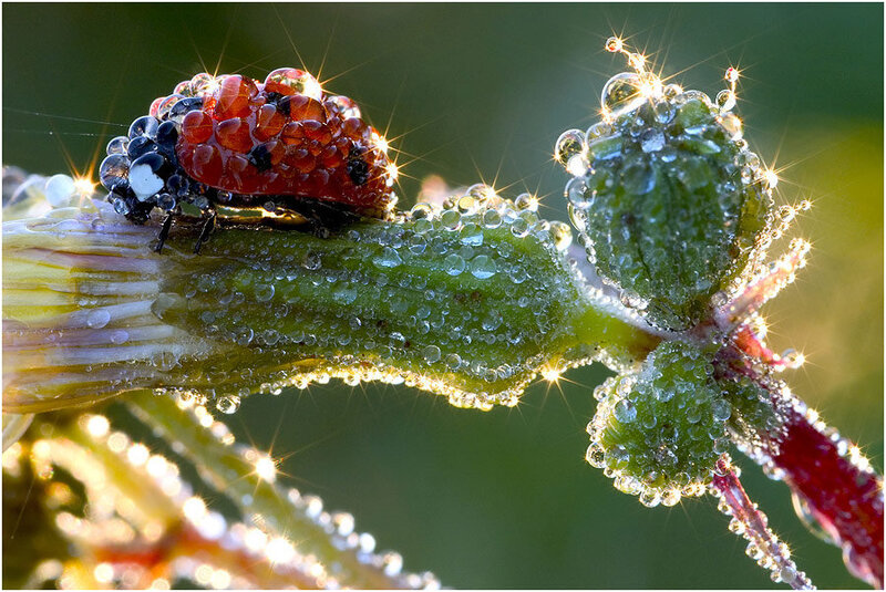 Ladybug on Dew-covered Plant — Green