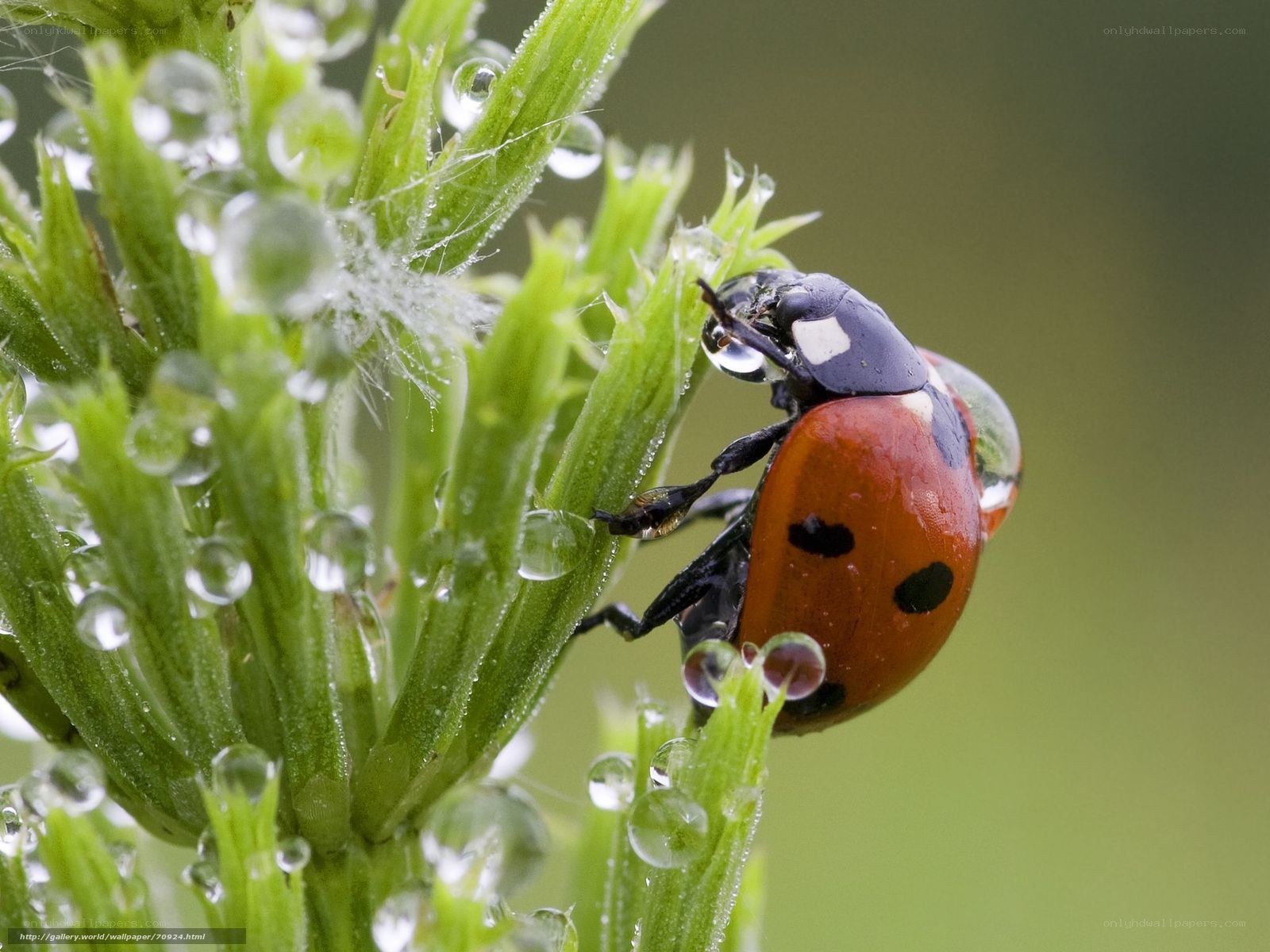 Ladybug on dew-covered plant