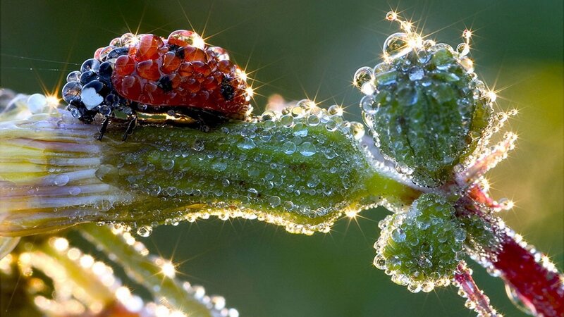 Ladybug on Dew-covered Stem — Green, Serene, Morning, Photograph