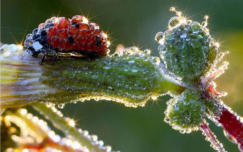 Ladybug on Dew-covered Stem — Green, Serene, Morning