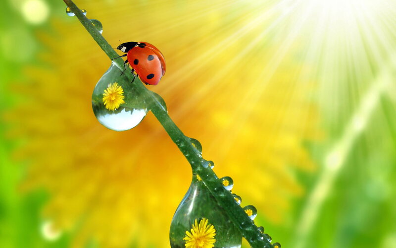 Ladybug on Dew-covered Stem — Green, Serene