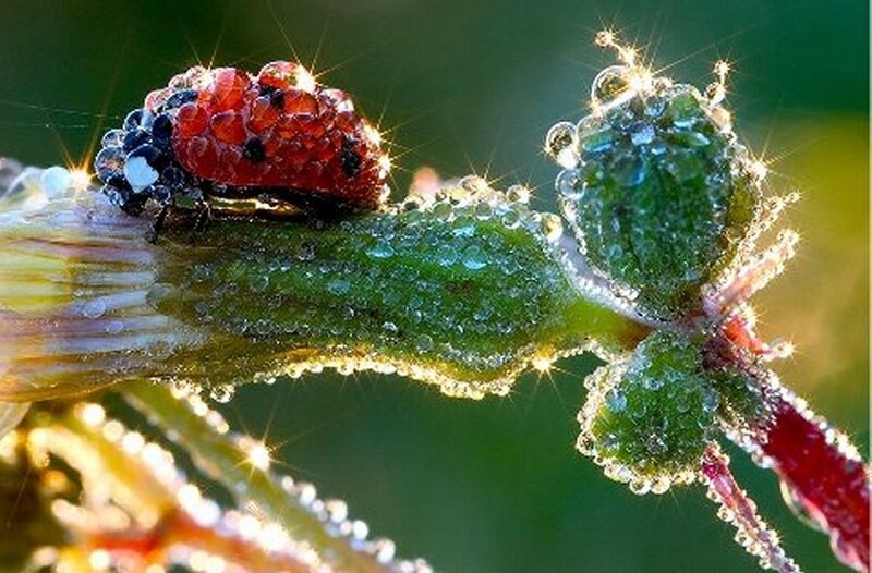 Ladybug on Dew-covered Stem — Green