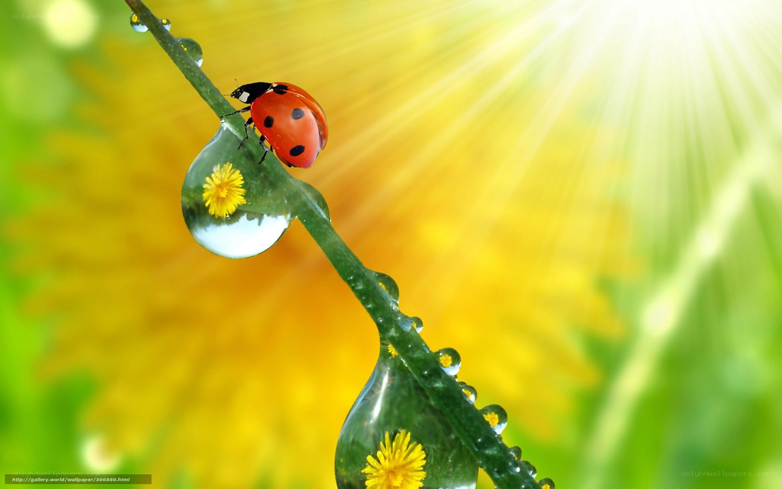 Ladybug on dew-covered stem