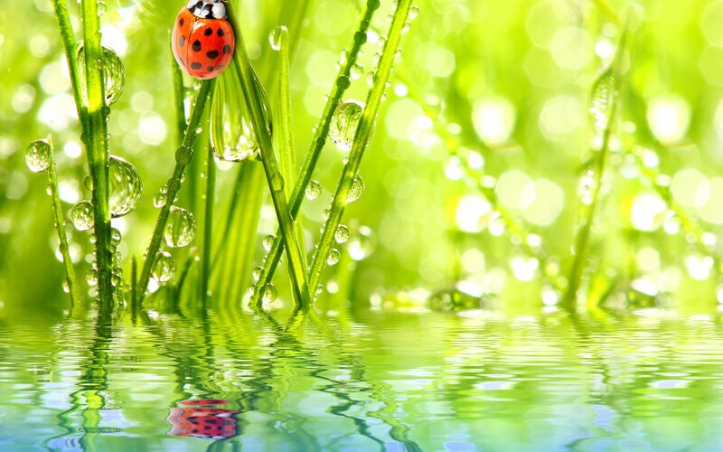 Ladybug on dewy grass