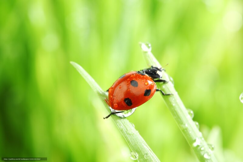 ladybug on dewy grass