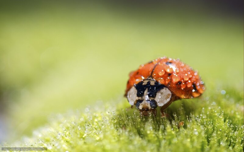 Ladybug on dewy moss