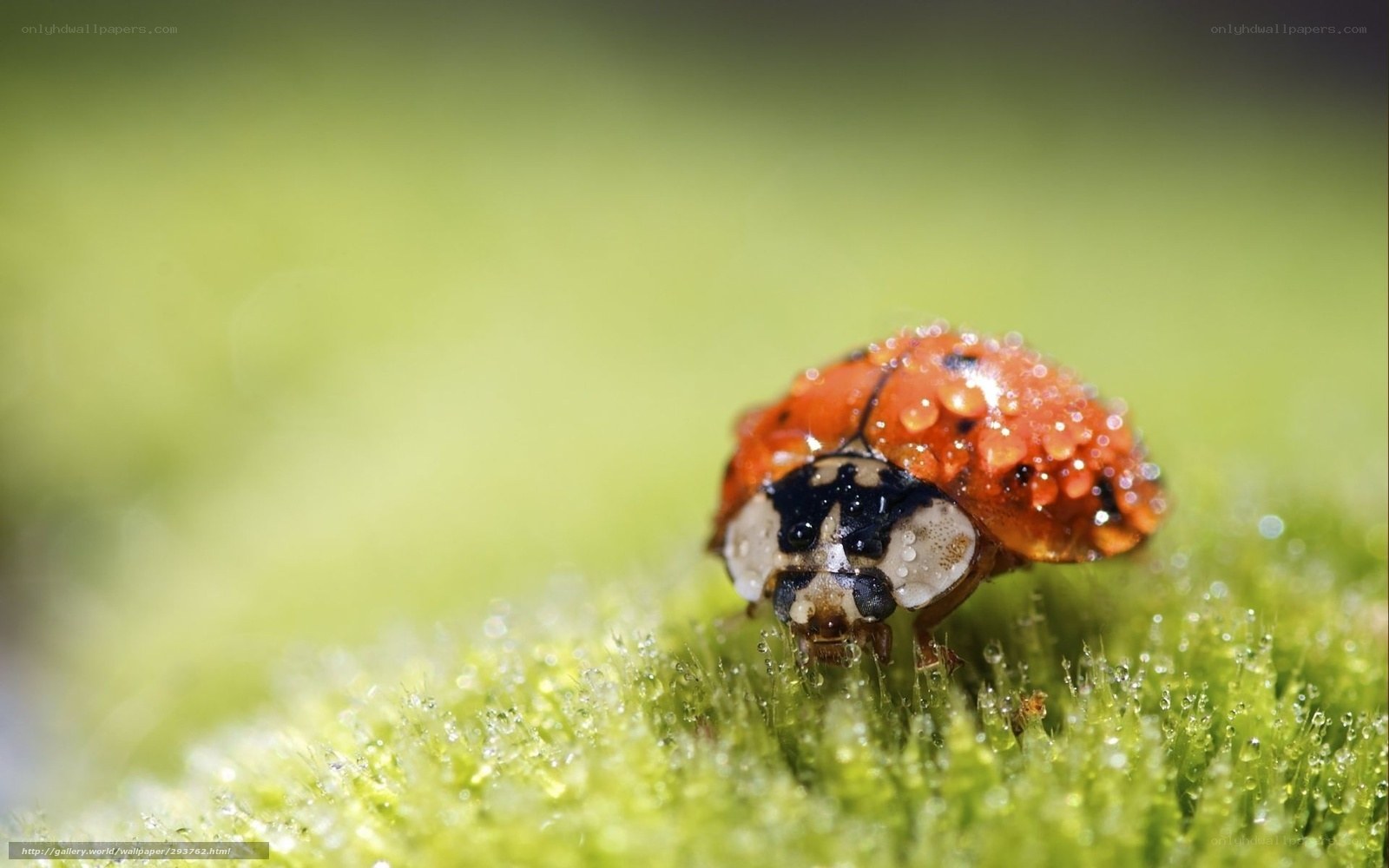 Ladybug on dewy moss