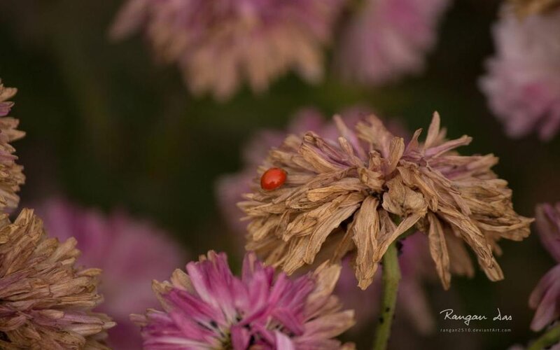 Ladybug on Dried Flower — Pink