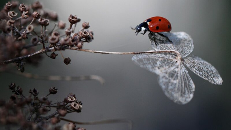 Ladybug on Dried Flower — Red, Calm, Autumn