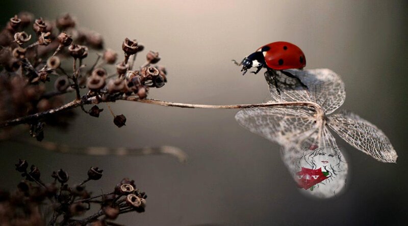 Ladybug on Dried Flower — Red, Calm
