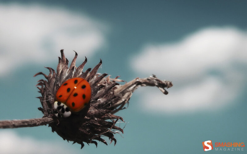 Ladybug on Dried Flower — Red