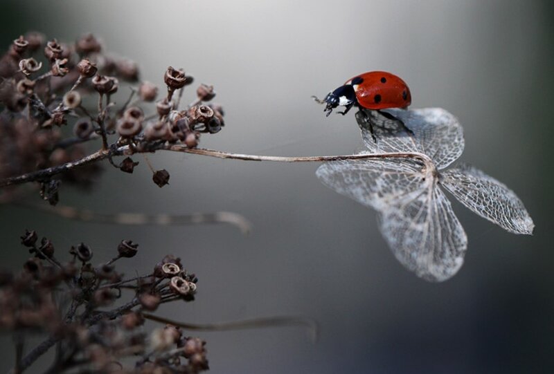 Ladybug on Dried Flower