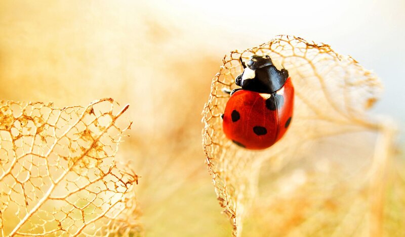 Ladybug on Dried Leaf
