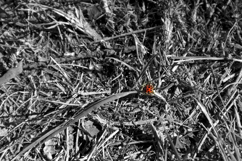 Ladybug on Dry Grass — Red